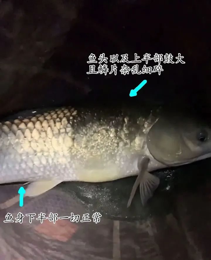广州夜钓惊现畸形怪鱼!专家揭秘背后真相