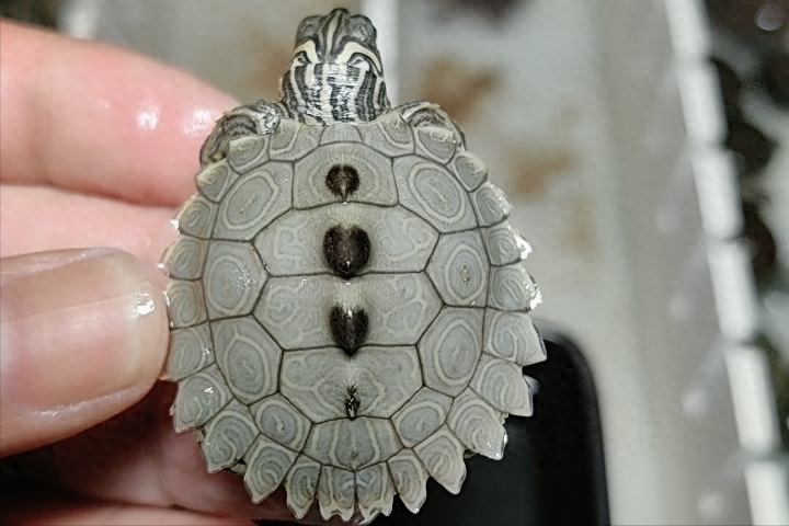 地图龟是什么龟?地图龟全方位科普介绍,一文搞懂地图龟方方面面