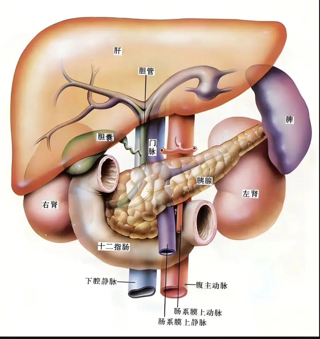 案例分享|胃癌术后患者ercp 取胆总管结石