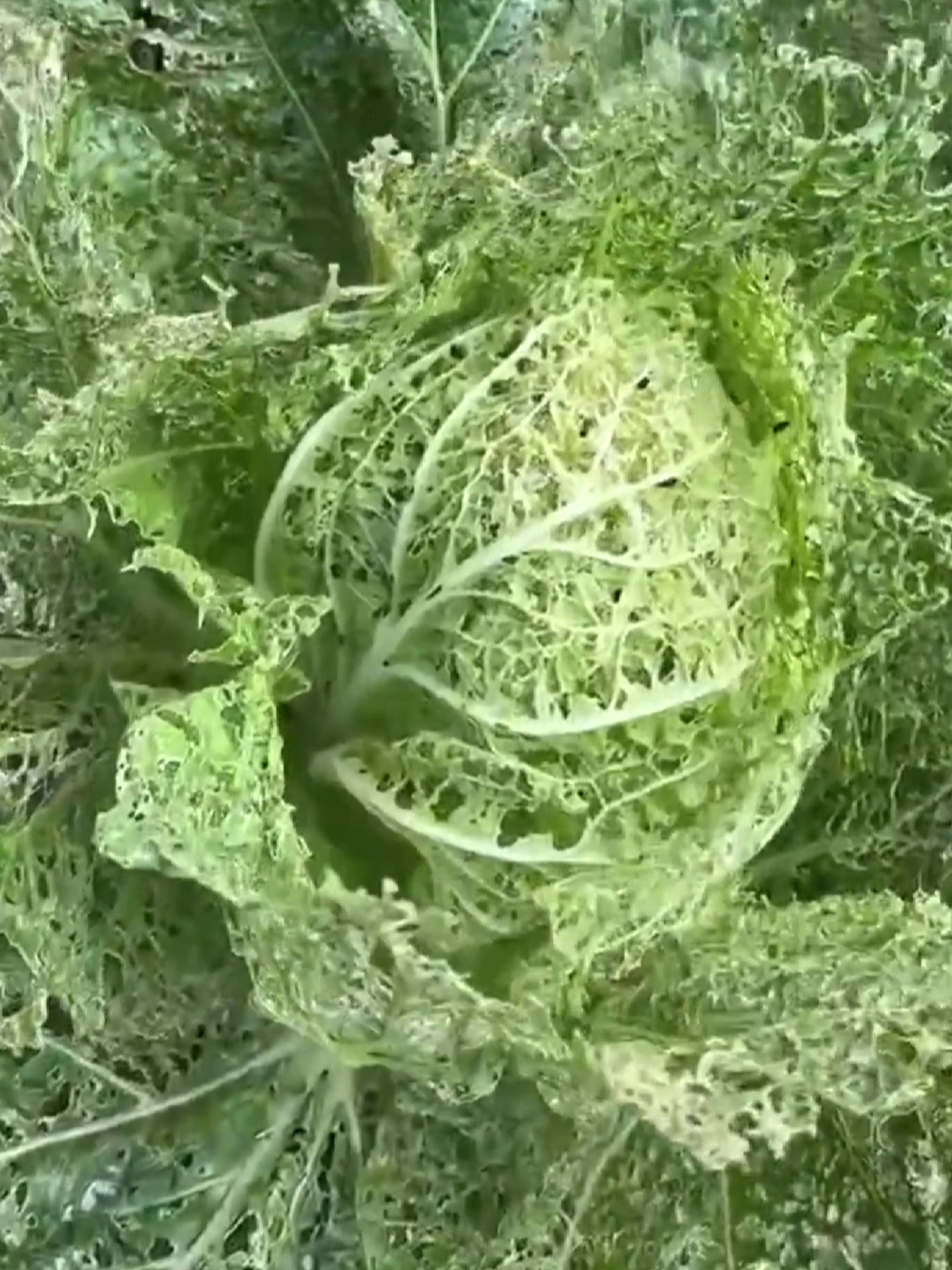 网友晒没打农药的大白菜,好家伙,头一次见专门种菜养虫子的