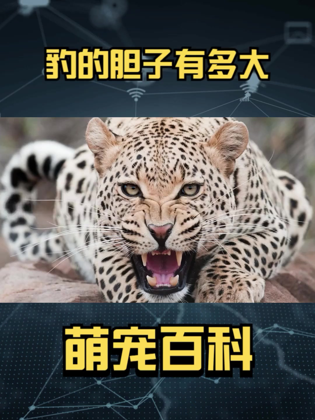都说吃了熊心豹子胆,豹的胆子还真不是一般的大
