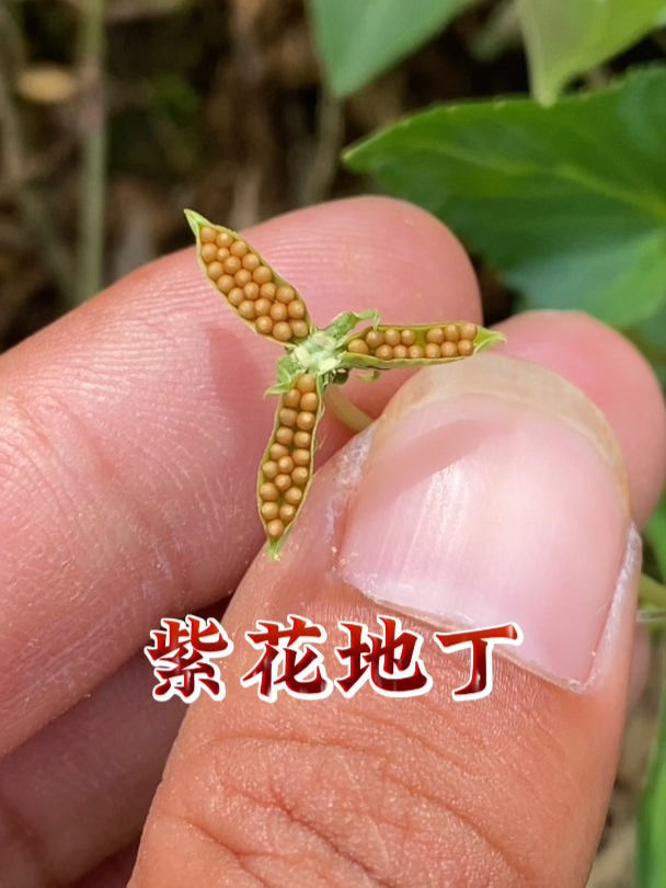 求购紫花地丁种子图片