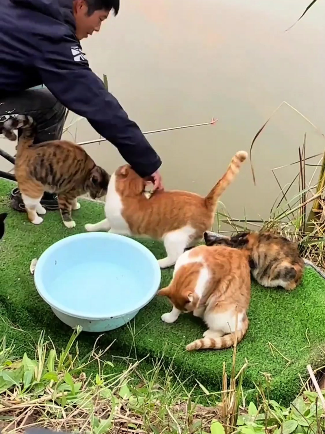 男子连续数年承包鱼塘钓鱼喂流浪猫