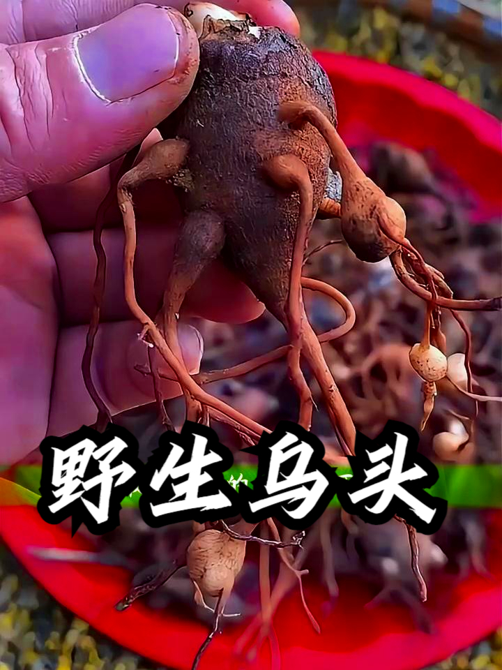 乌头附子汤图片