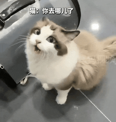 看猫坐在那里嘴巴对着茶壶嘴