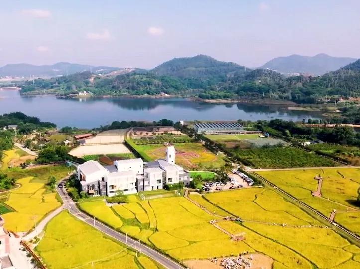 这里一路惊喜这里一路风景金灿灿的稻谷迎风摇曳惠州市惠阳区良井镇黄