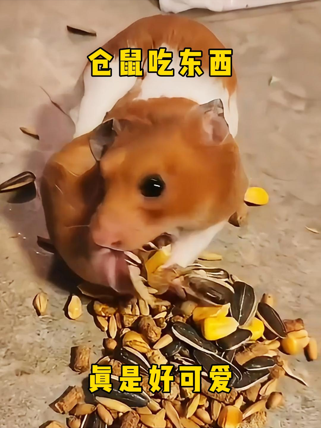 仓鼠长什么样子吃食图片