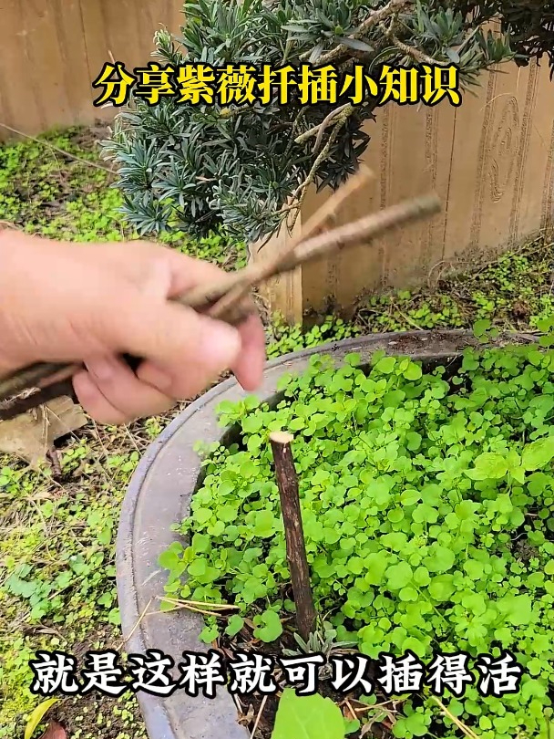 分享紫薇扦插小知识