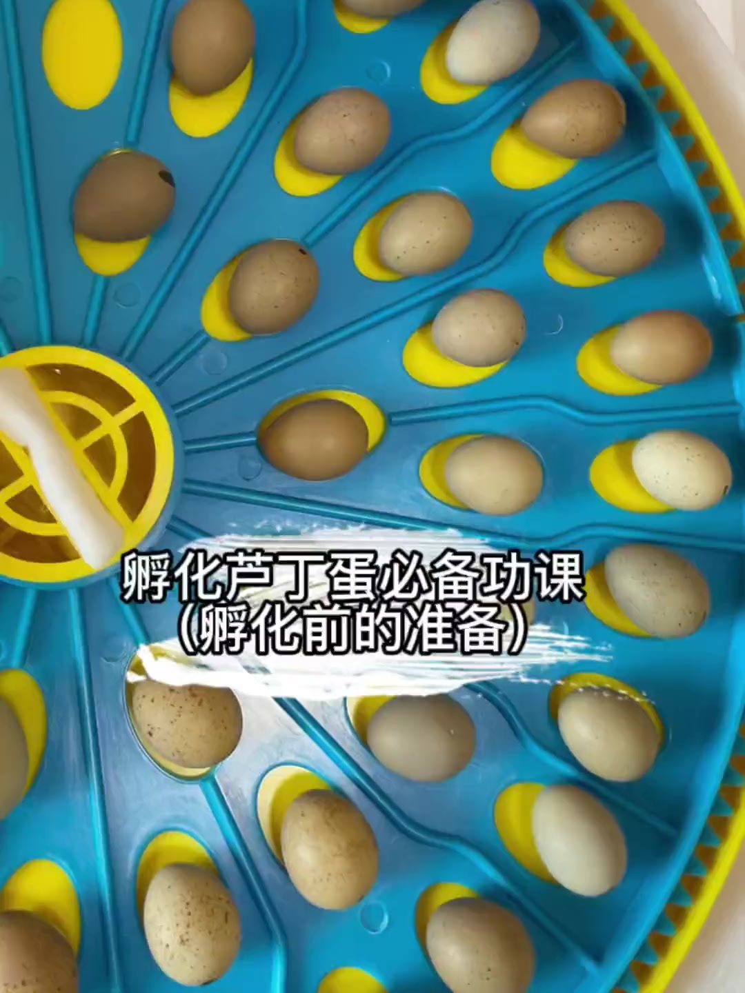 想孵小鸡的必备功课来了,以及孵化箱的使用快来听课啦!