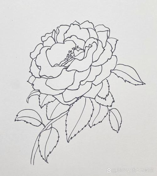 绘制春天的月季花简笔画是一个融合观察,创意与技巧的过程