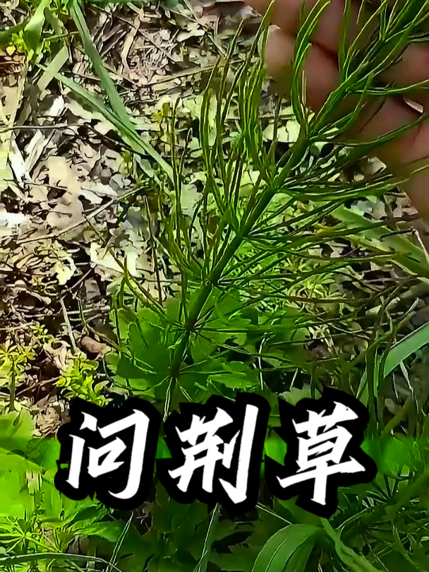 问荆草节节草图片