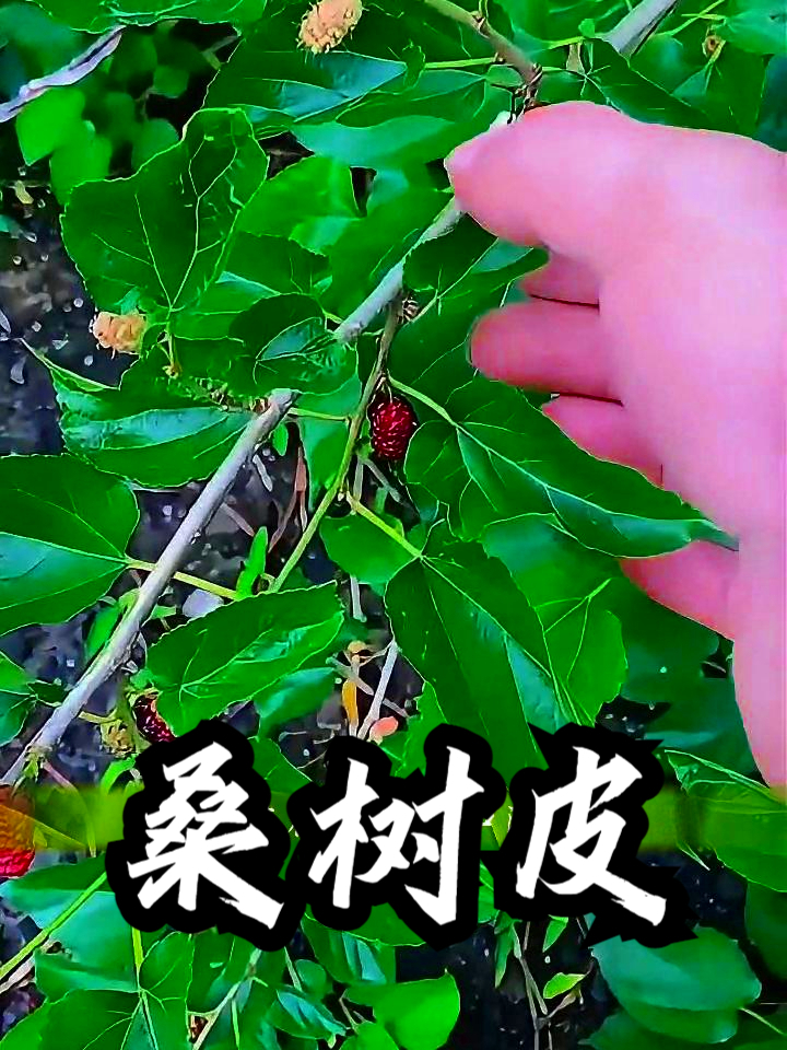 李根白皮别名 桑白皮图片