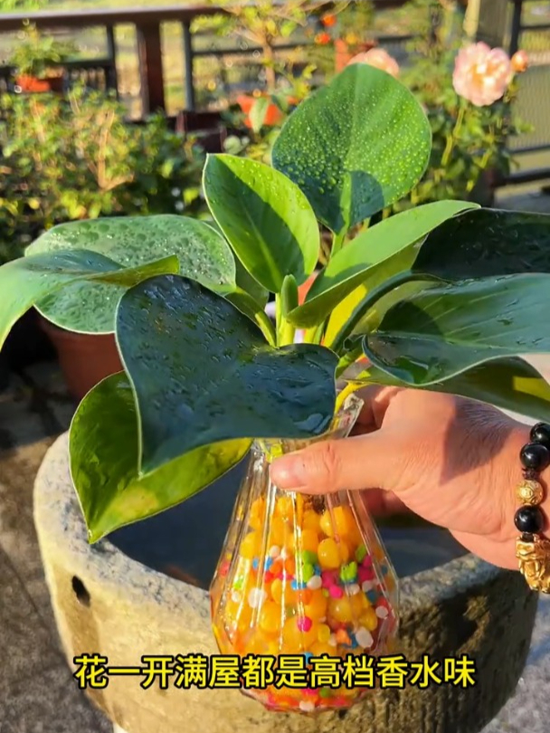 金钻又叫绿公主,不仅好养,开花寓意美好!