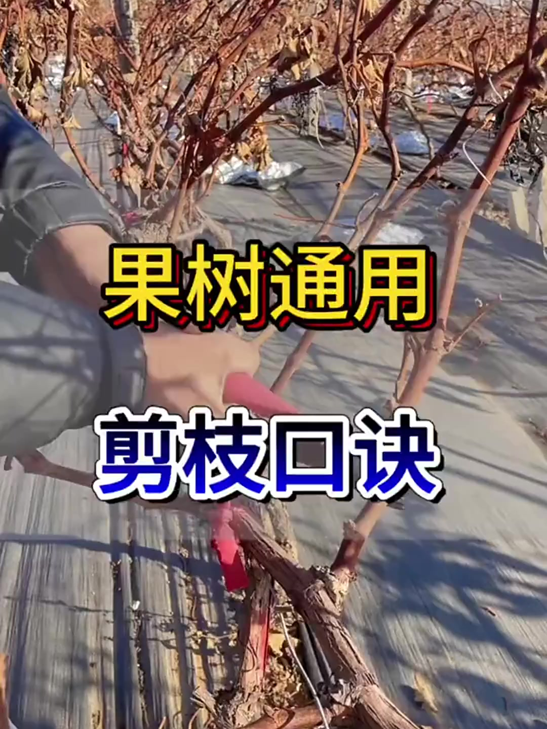 果树通用的剪枝口诀