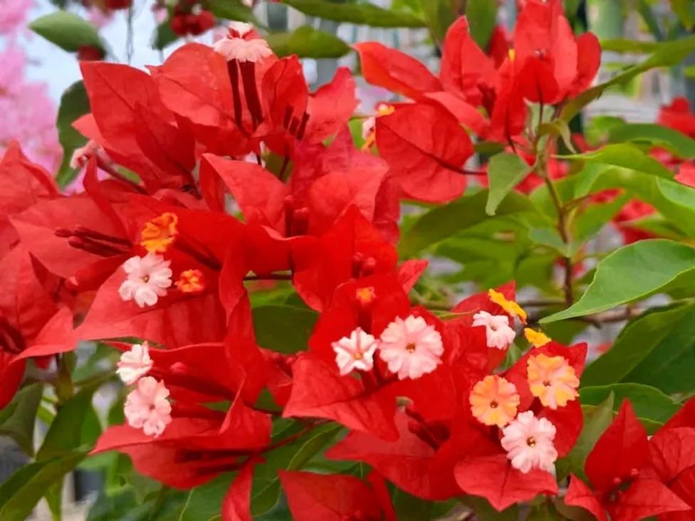 如果只种一款红色三角梅,我选热火桑巴,花朵很正,很勤,花期长