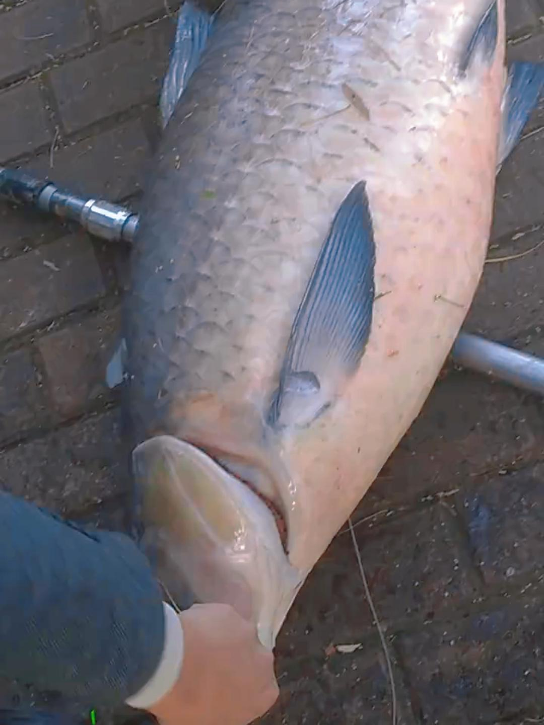 江里野生青鱼八十多斤