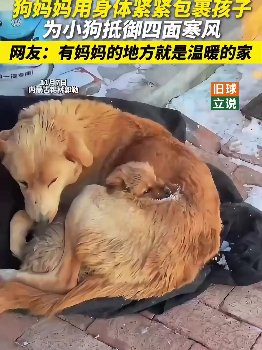 狗妈妈用身体紧紧包裹孩子 为小狗抵御四面寒风