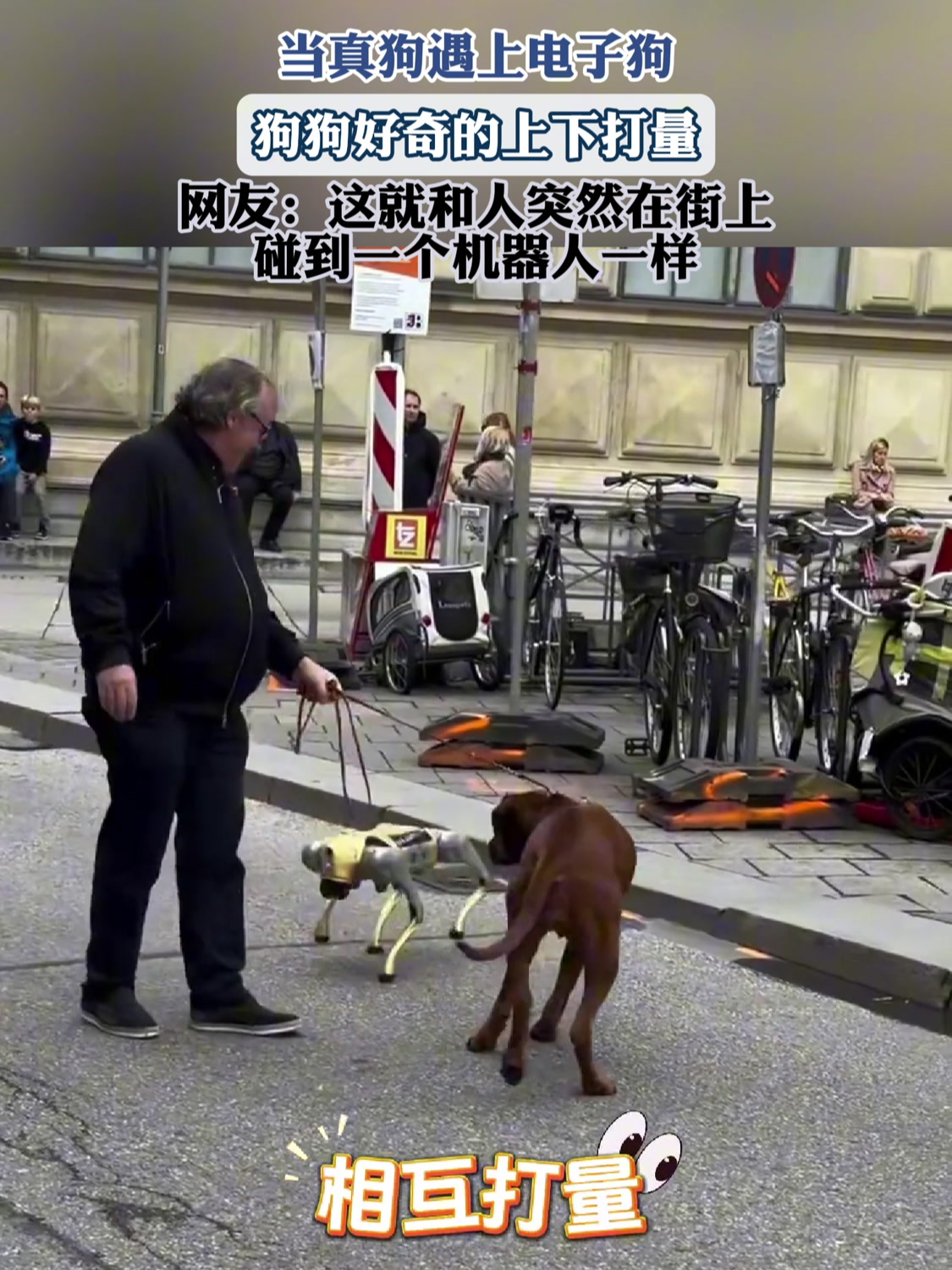 当真狗遇上电子狗,狗狗好奇的上下打量,网友:这就和人突然在街上碰到