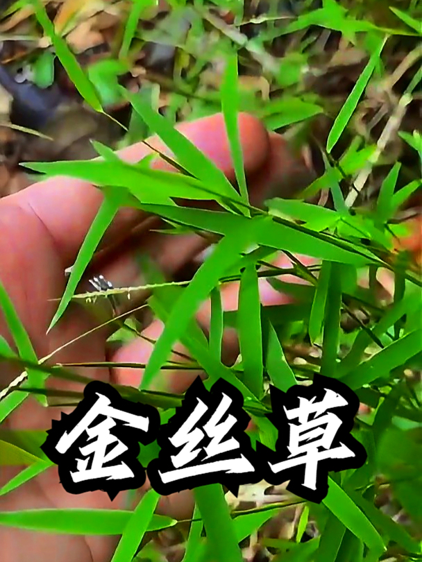 金丝草也叫金丝茅,如果肚子有点小闹腾,可以用它煮水喝