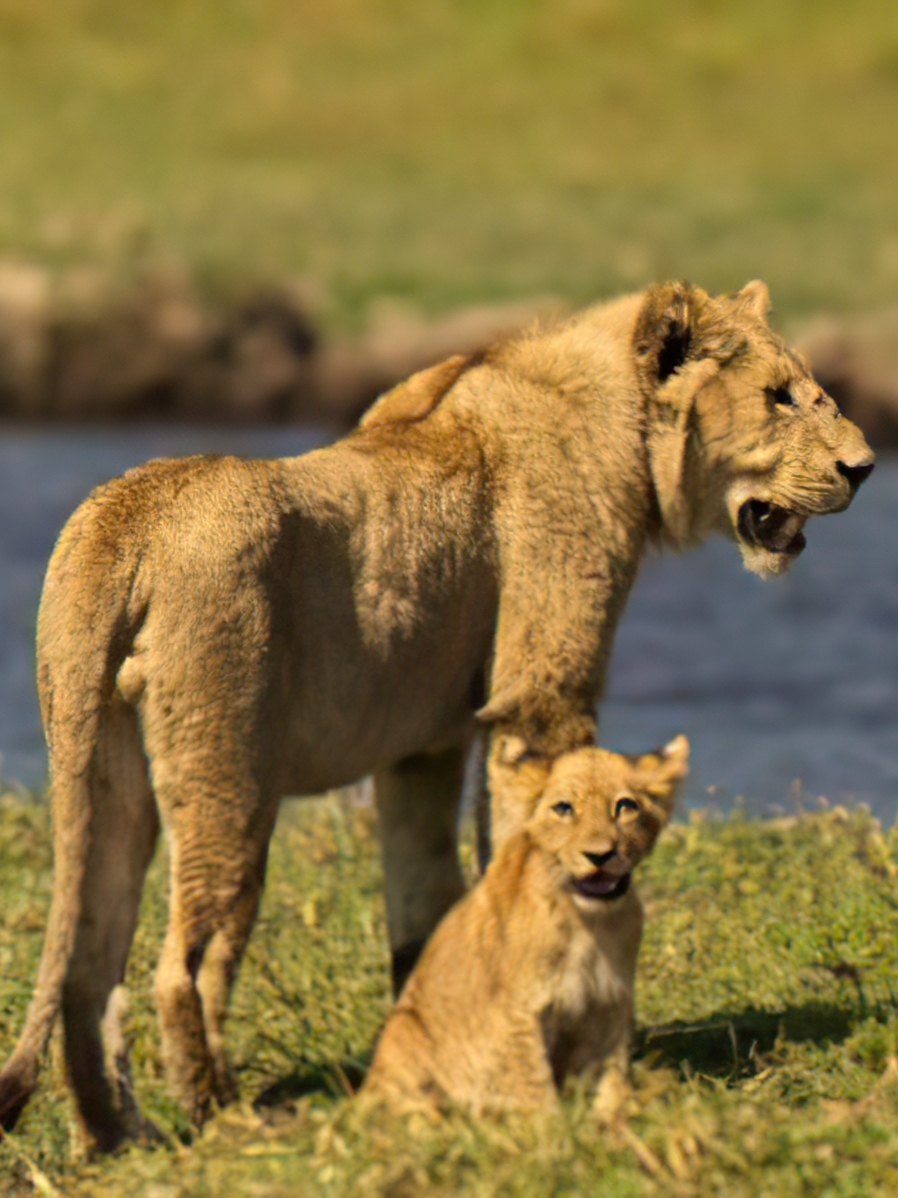 母狮带着小狮子狩猎