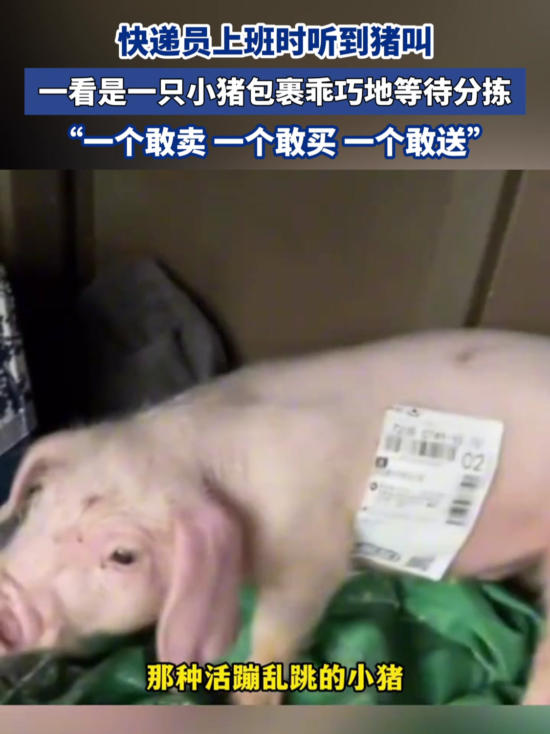 快递员上班时听到猪叫,一看是一只小猪包裹乖巧地等待分拣