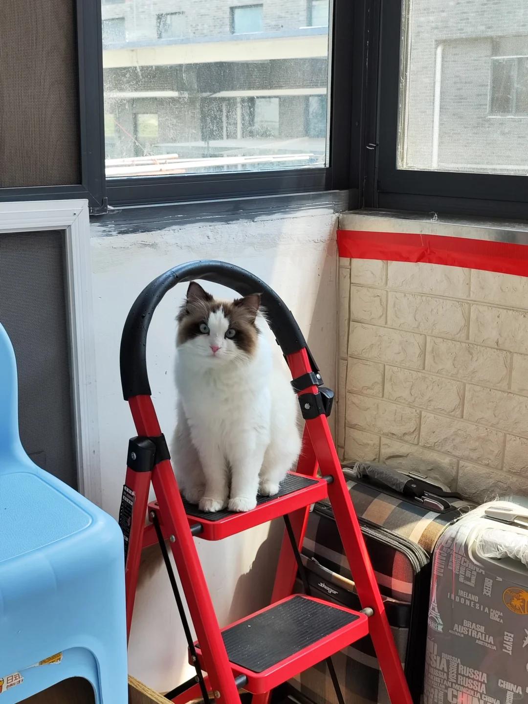 猫咪呕吐红色泡沫液体可能是因为啥?该如何应对?