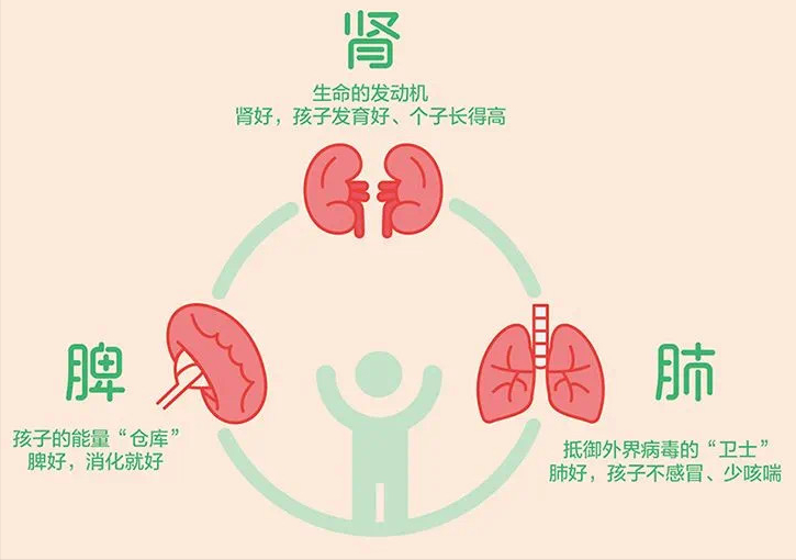 长高在肾,长肉在脾,一碗汤帮孩子补足脾肾,人人用得起