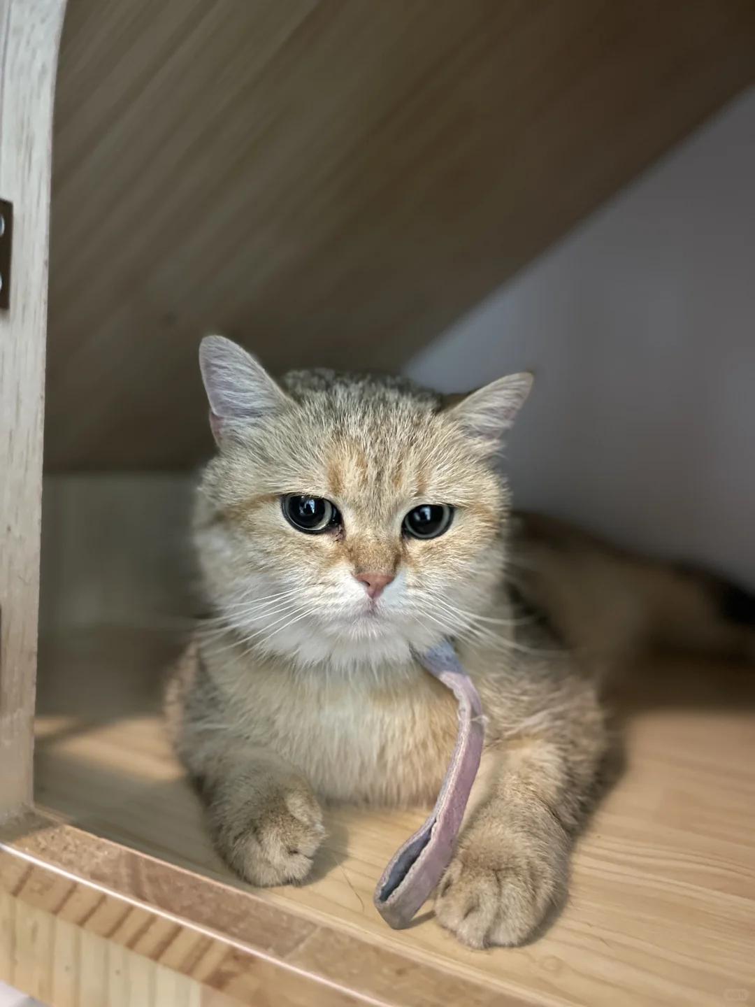 猫咪从高处摔下后左腿瘫软怎么办?如何护理?