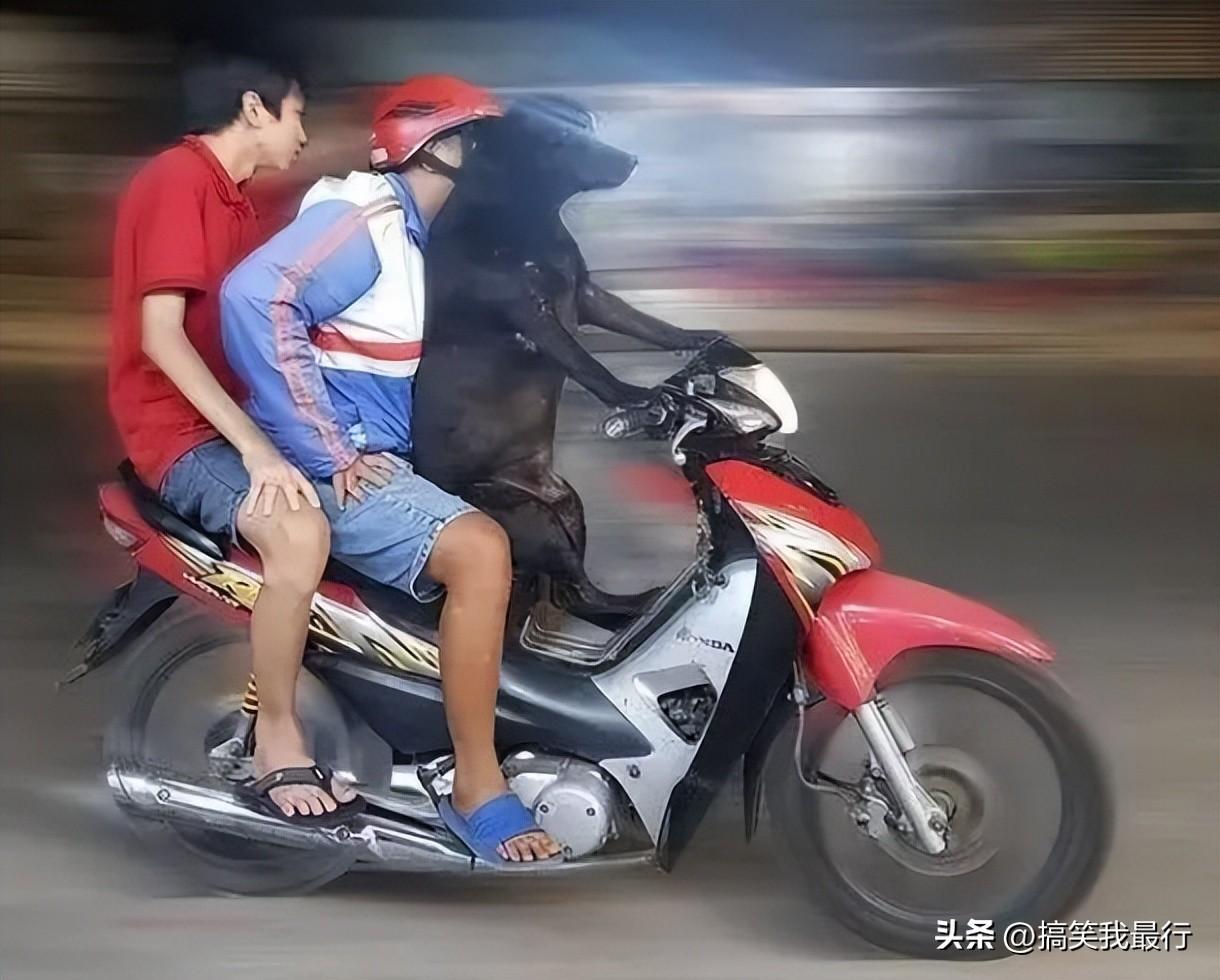 搞笑动图:这开摩托车的,是不是有点离谱了?