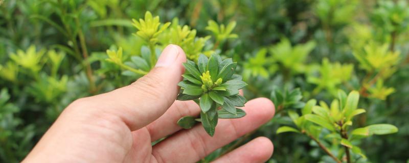 罗汉松苗造型视频大全