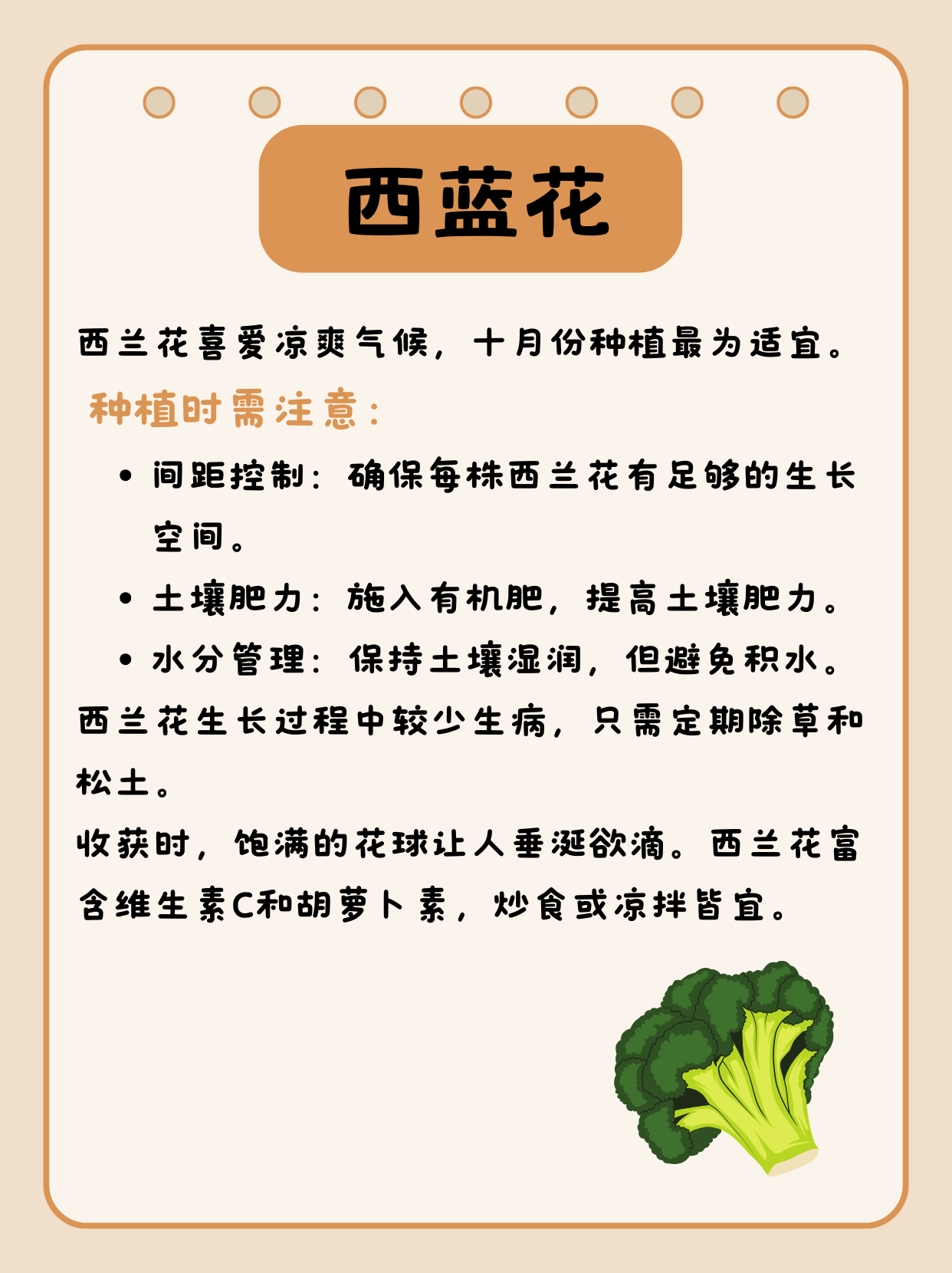 西兰花西兰花就喜欢凉爽的气候,十月份的天气对它来说就像是量身