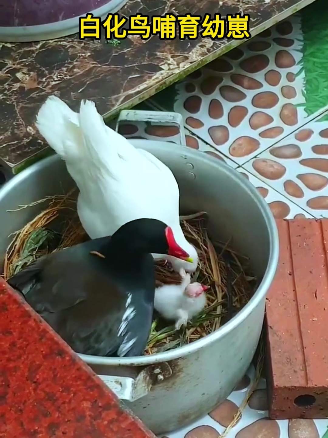 白化黑水鸡哺育幼崽!