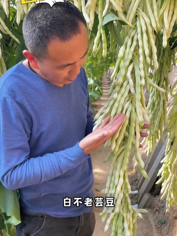 一棵结一整个架子,白芸豆耐寒营养高,不用育苗撒籽就长!
