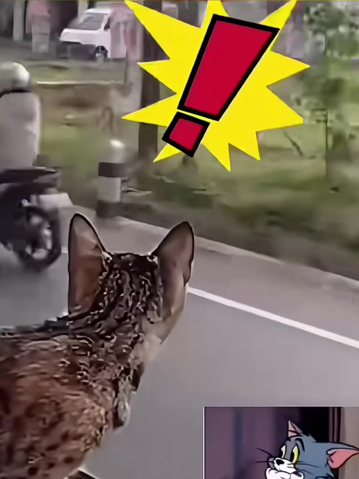 猫猫坐车被吓一跳,猫 别让我看清车牌号