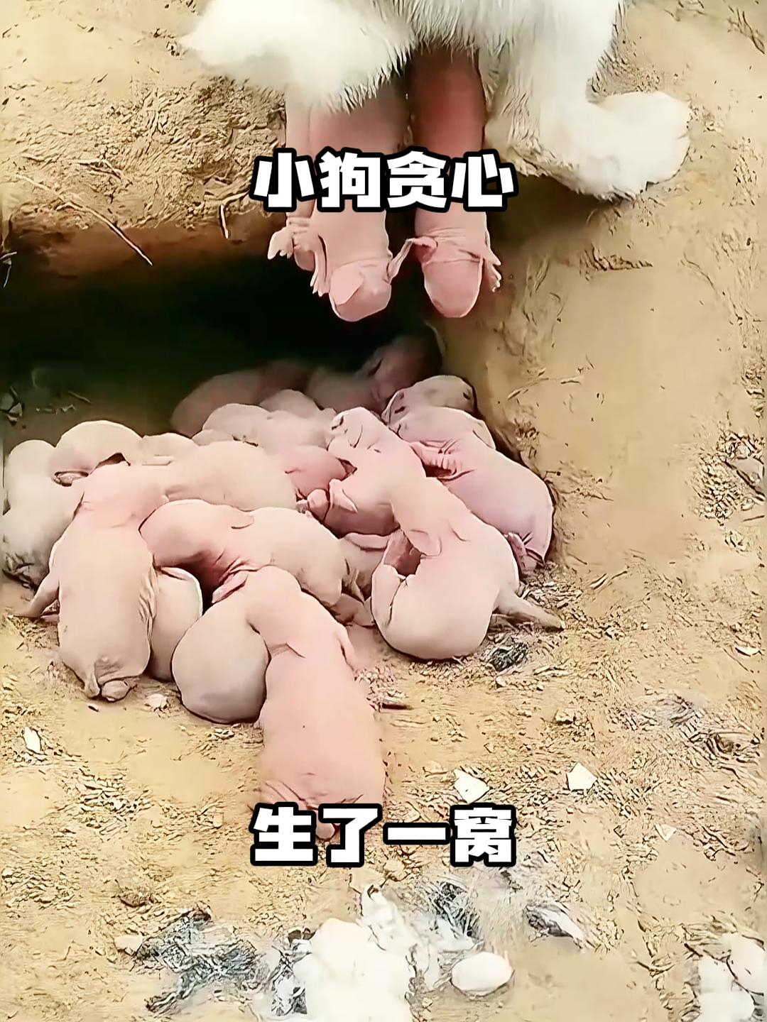 小狗贪心,生了一窝!
