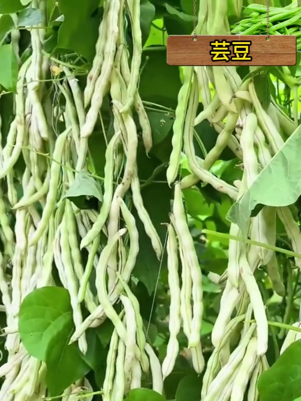白芸豆不用育苗撒籽就长,结果多好种植,现在正是种植的好季节