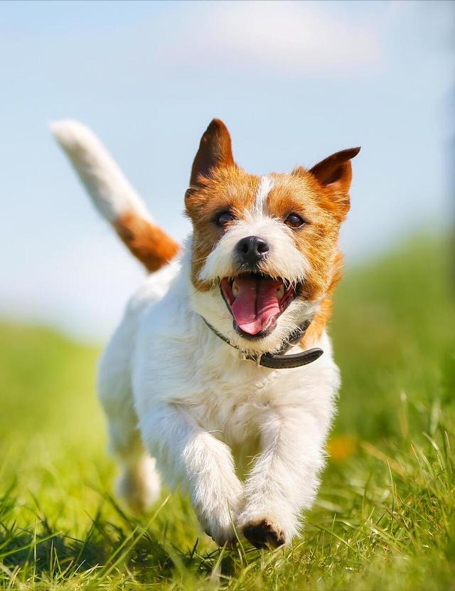 捷克梗类犬图片