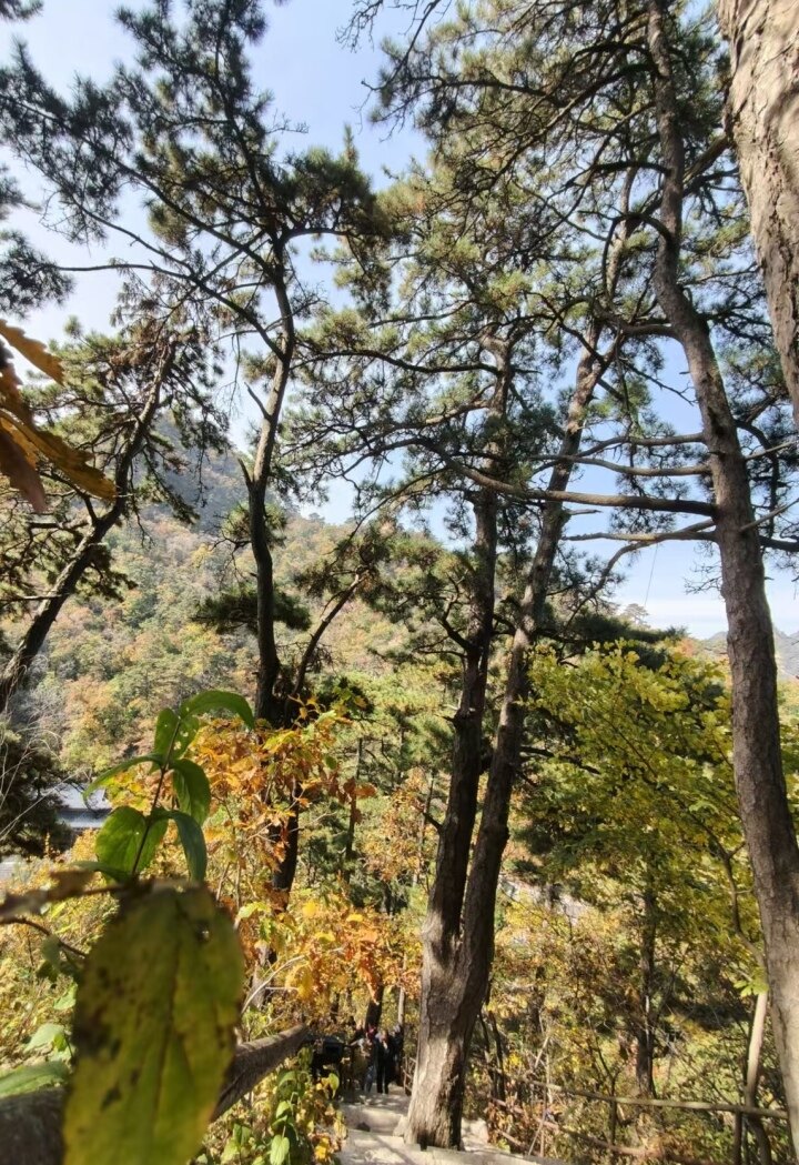 掩庵松:此树位于大佛景区,树龄180年,生长于山路之间,每当来人行