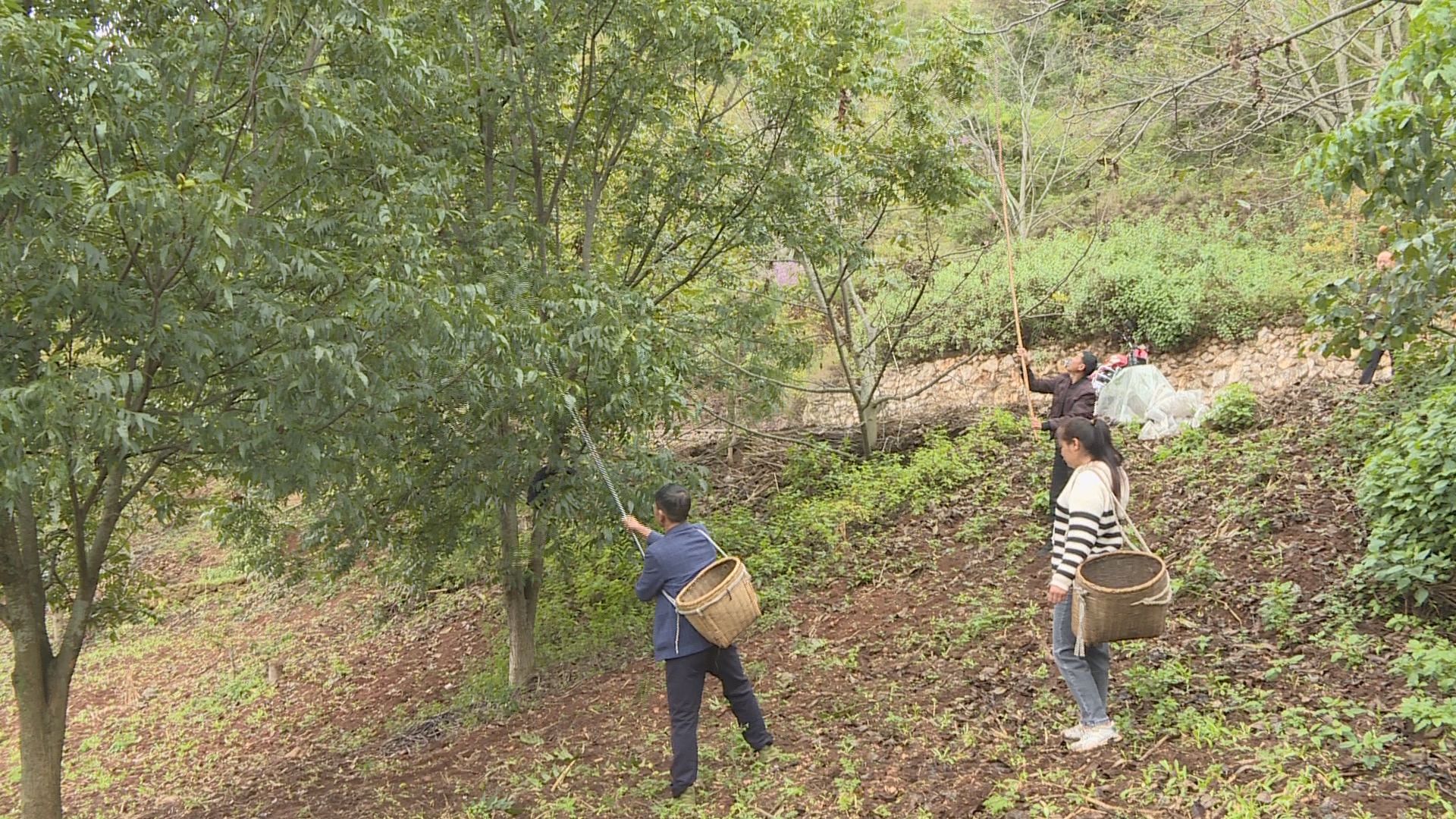 隆阳区水寨乡图片图片