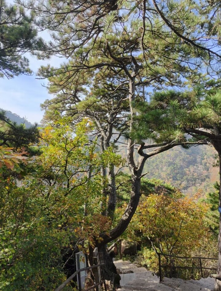 广乐松:此树位于大佛景区,树龄230年.