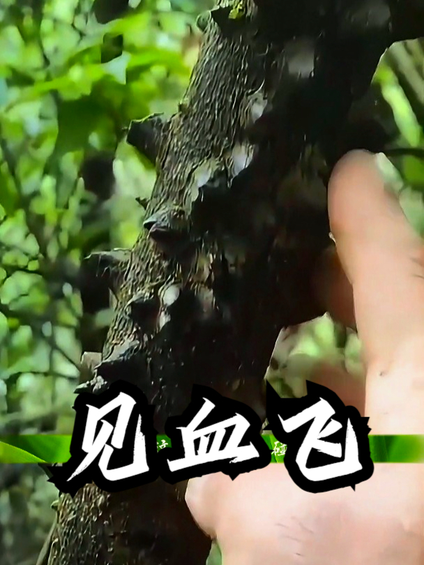 见血飞也叫飞龙掌血,拿它和松树皮泡水喝,可以帮你增强抵抗力