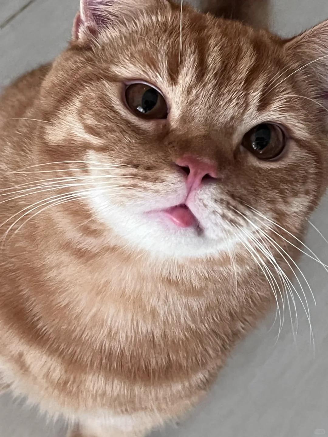 猫咪下嘴唇肿了?原因及应对方法何在?