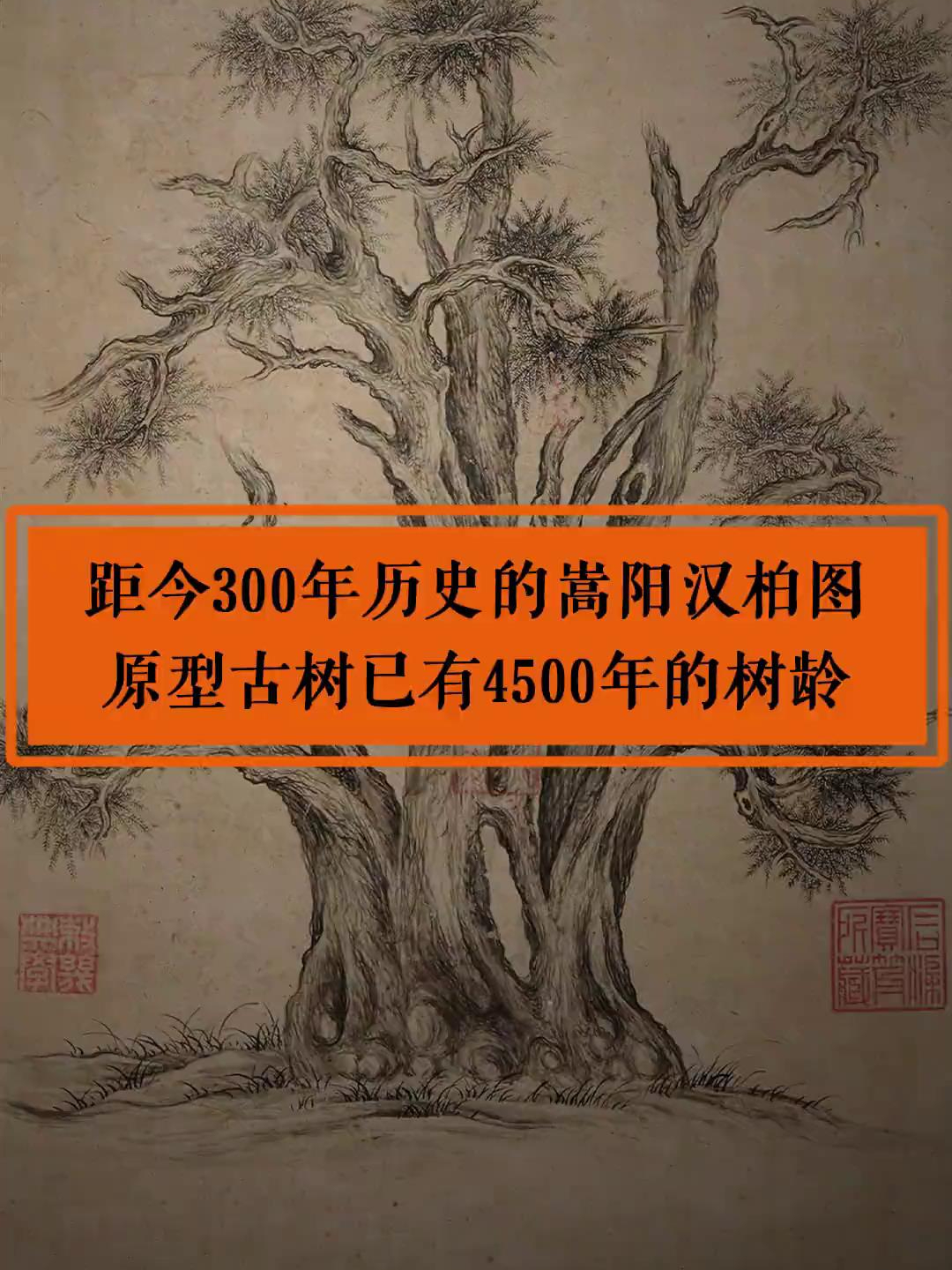 嵩阳汉柏图片