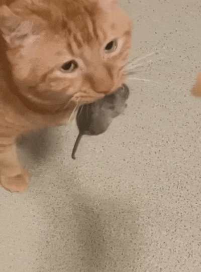 喂小猫吃猫条,猫猫嘴里的老鼠趁机跑了.小猫急得大哭:都怪你!