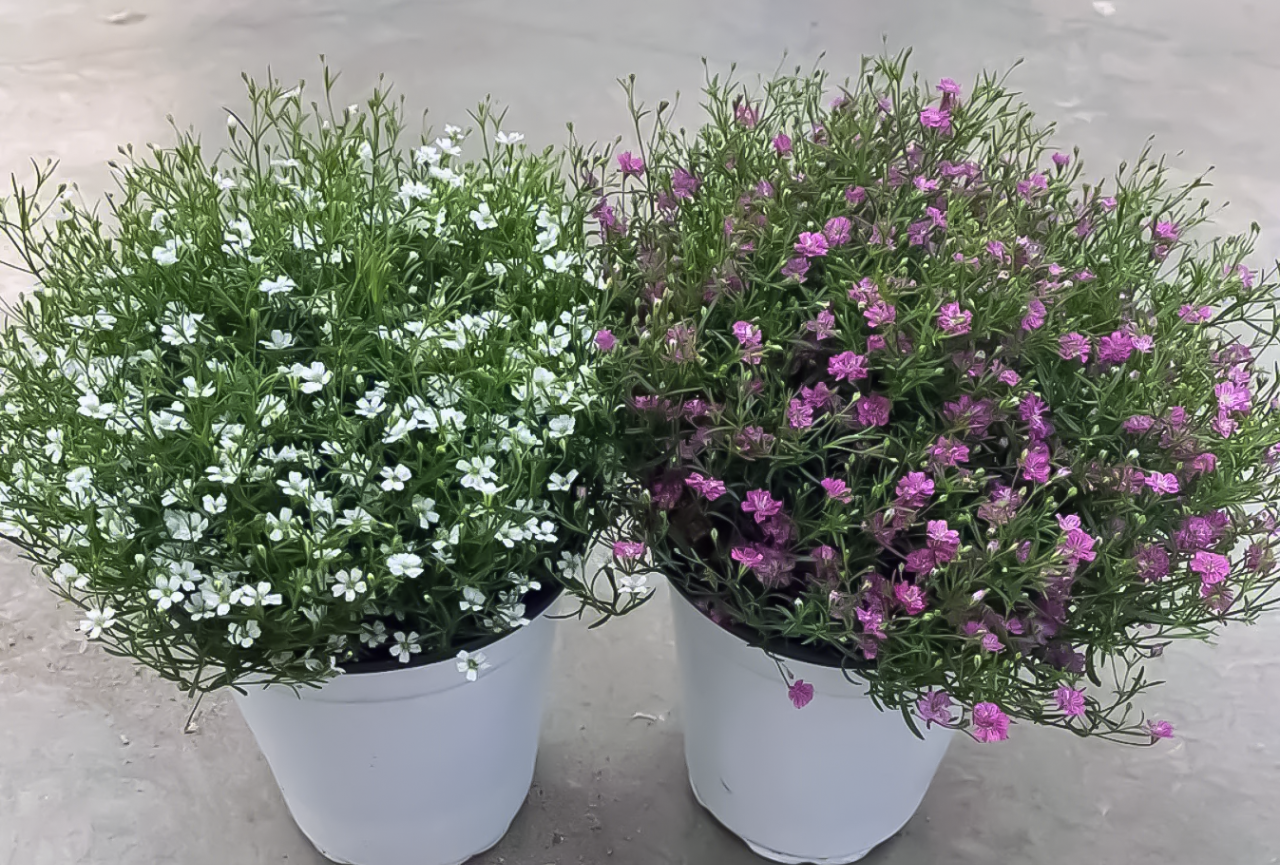 满天星怎么养?养护起来也并不复杂,六点关键的养护步骤