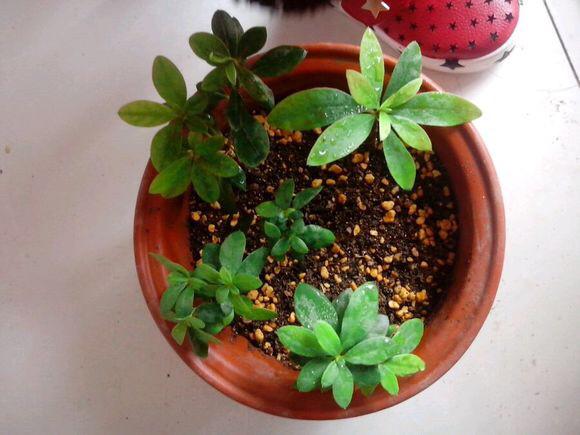 家里扦插杜鹃花,一个小窍门,快速生根发芽,开花又多又美