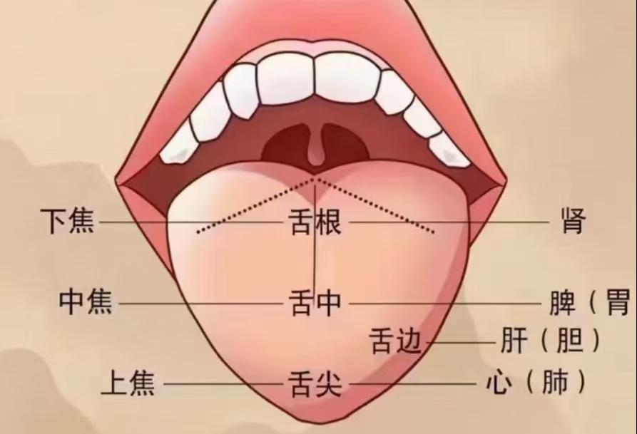 舌根在哪个位置图片