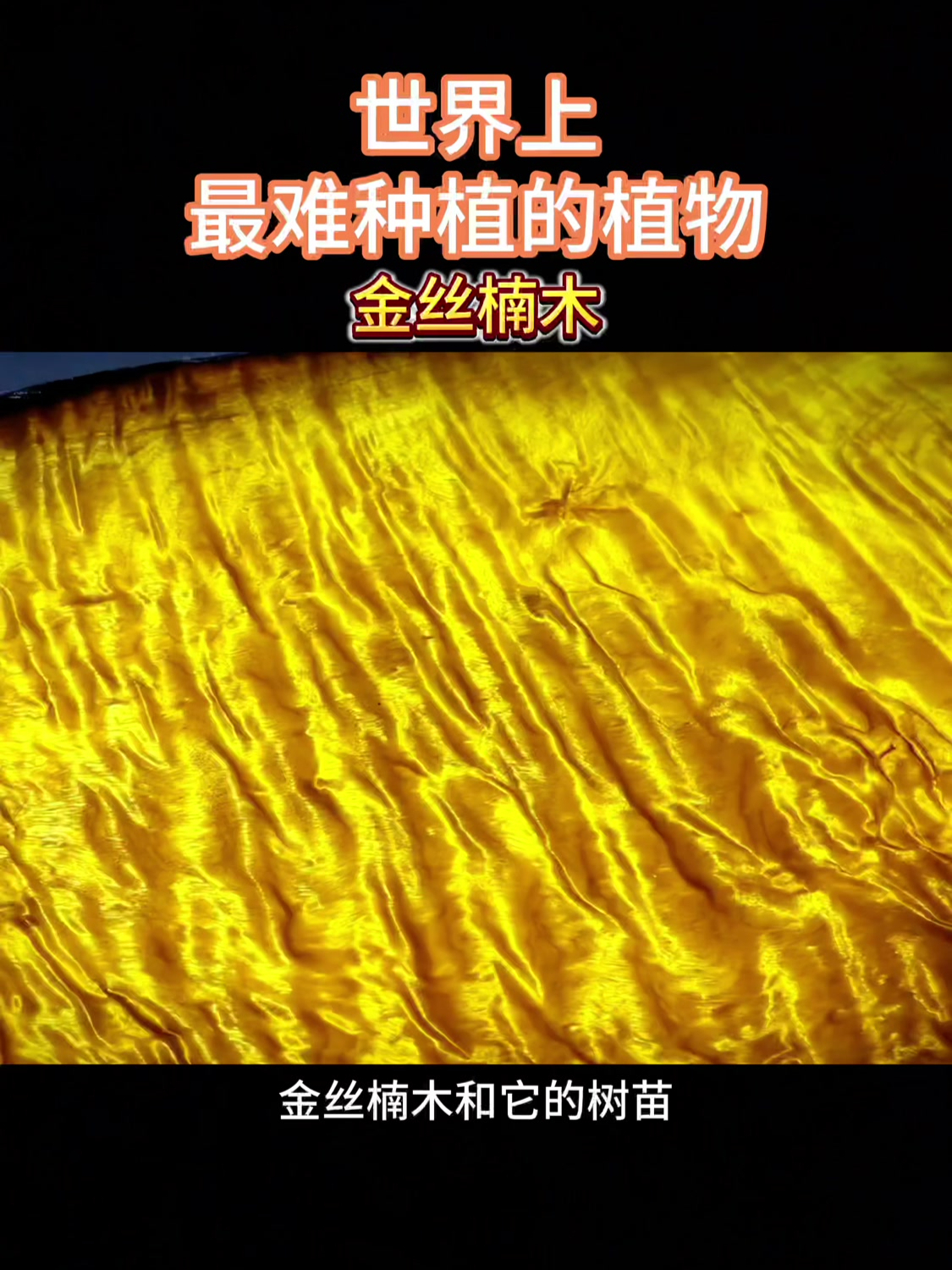 最贵的木头排名金丝楠木(金丝楠木哪里的最好最正宗) 第2张