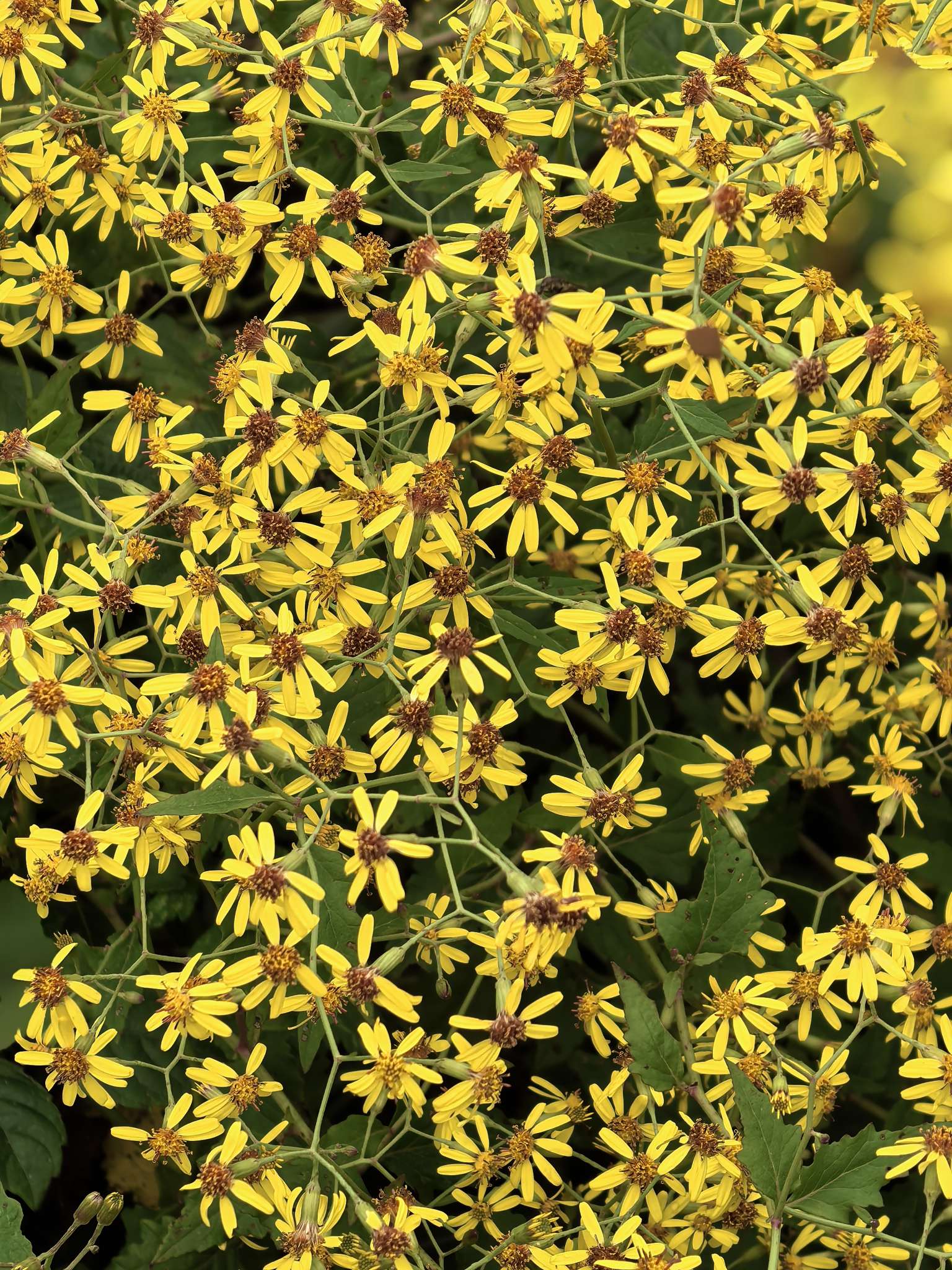 黄,白,紫,原来野菊花这么多颜色