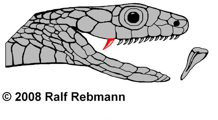 回顾:将毒蛇的毒牙拔掉,它还能伤人吗?为什么?